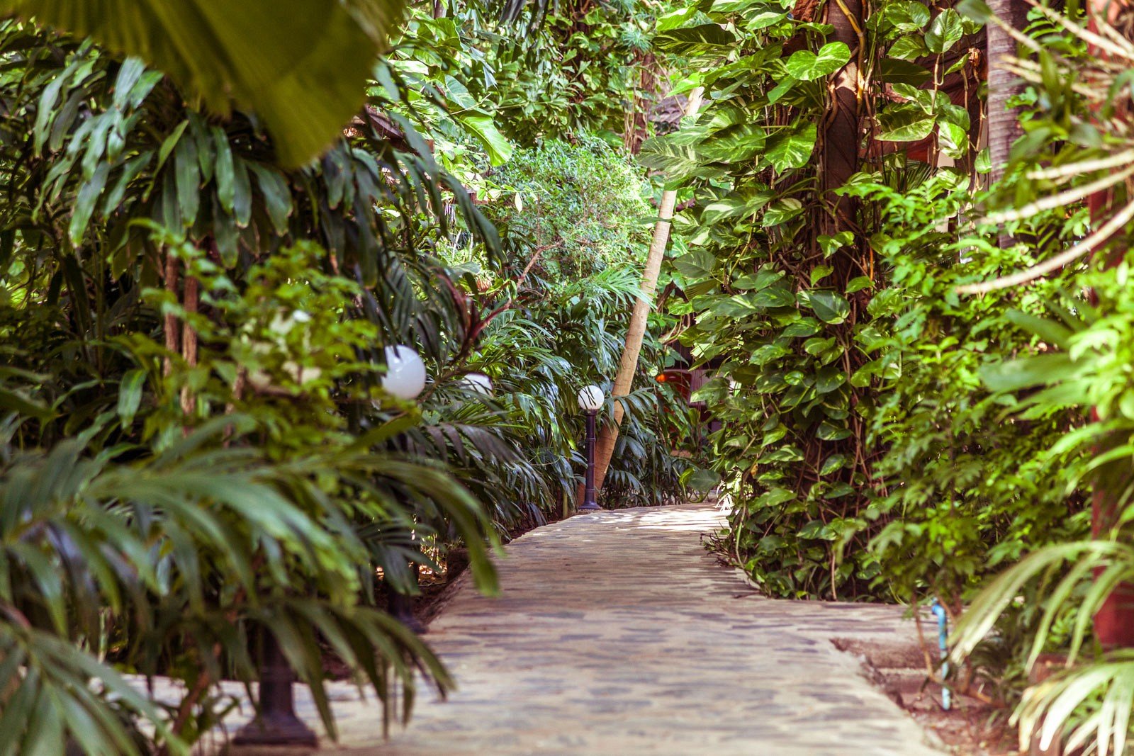 Garden walkway through the tropical grounds